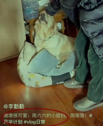 周海媚爱犬周墩墩被演员李勤勤收养 