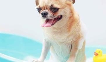 为什么狗狗最好不要用人类的香波沐浴液洗澡？ 