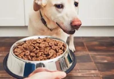 主人需知：狗狗不爱吃饭，多半是这6个原因