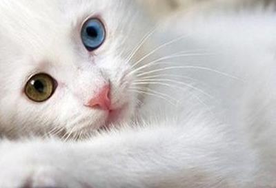 土耳其梵猫多少钱一只 土耳其梵猫价格
