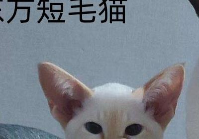 东方短毛猫是什么猫 