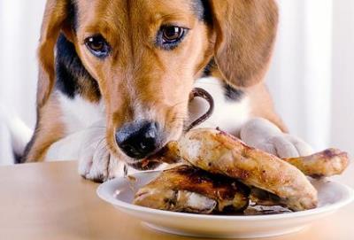 狗狗喜欢藏食物的原因找到了