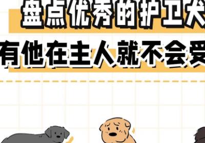 盘点优秀护卫犬，有他在主人就很安全。 