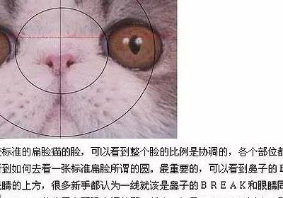 加菲猫怎么看眼鼻一线 加菲猫判断方法