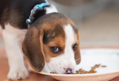 幼犬期小狗的喂食频率怎么样？一天喂几次比较好？ 