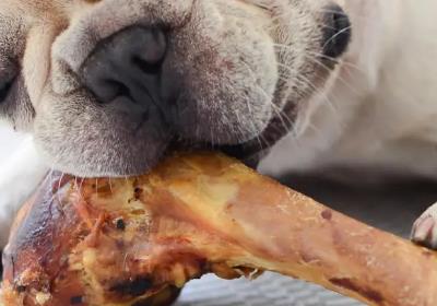 对狗狗来说，是“人间美味”的8种食物，很多狗没吃过！