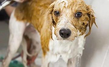 狗狗洗完澡毛发没吹干有什么影响？来了解下吧 